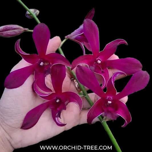 Dendrobium Maroon Twist Orchid Plant - BS
