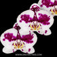 Phalaenopsis Marrakesh Orchid Plant - FF