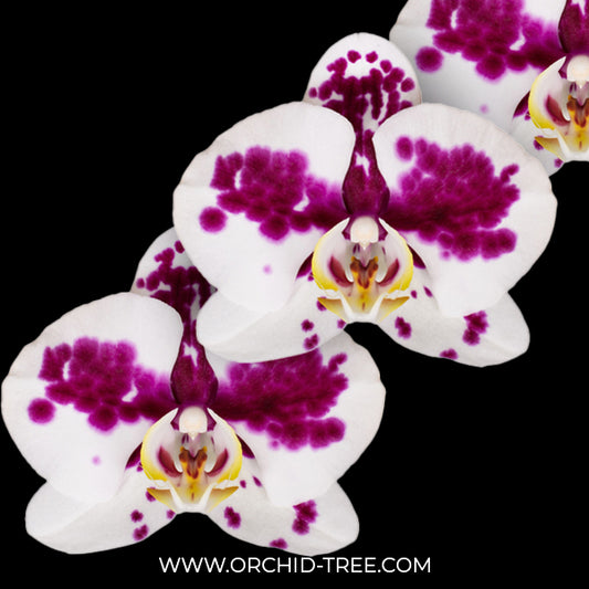 Phalaenopsis Marrakesh Orchid Plant - FF