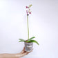 Phalaenopsis Marrakesh Orchid Plant - FF