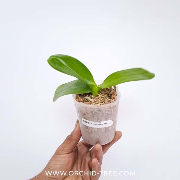 Phalaenopsis Vestar Mars Orchid Plant -NBS - Buy Orchids Plants Online by Orchid-Tree.com
