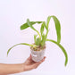 Oncidium (Colmanara) Masai Pink Orchid Plant - BS