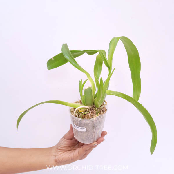 Oncidium (Colmanara) Masai Pink Orchid Plant - BS