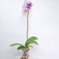 Phalaenopsis Fuller's Mask Stripe Orchid Plant - BS