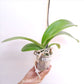 Phalaenopsis Fuller's Mask Stripe Orchid Plant - BS