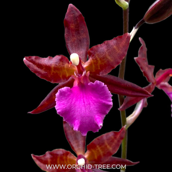 Oncidium (Colmanara) Masai Pink Orchid Plant - BS