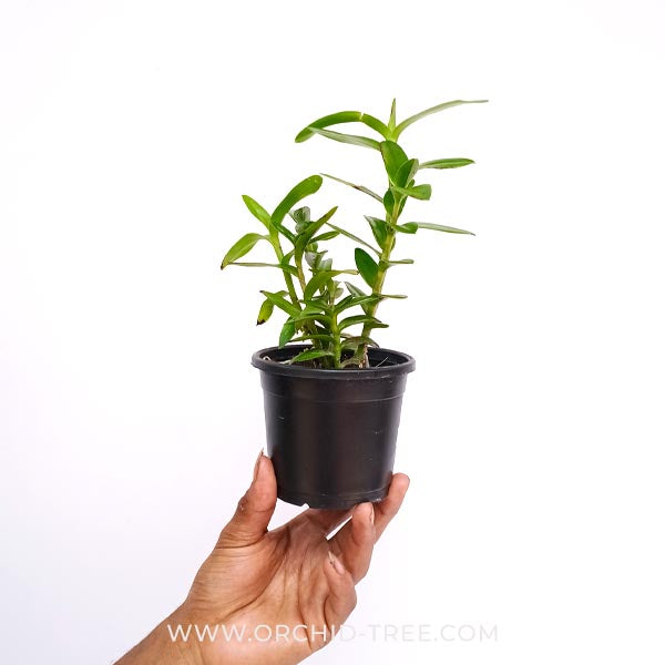 Epidendrium Max Valley Sakura Orchid Plant - MS - Buy Orchids Plants Online by Orchid-Tree.com