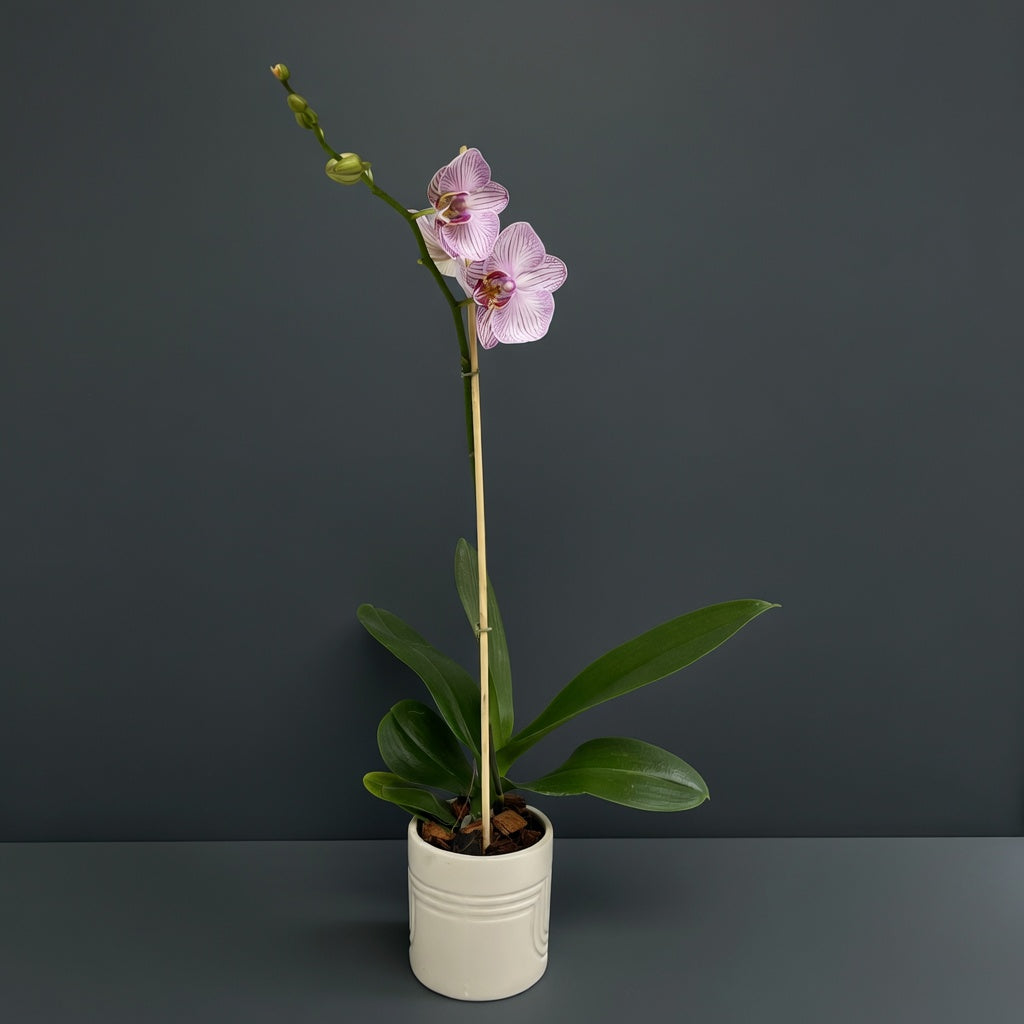 Pink Whisper | Phalaenopsis Orchid Gift