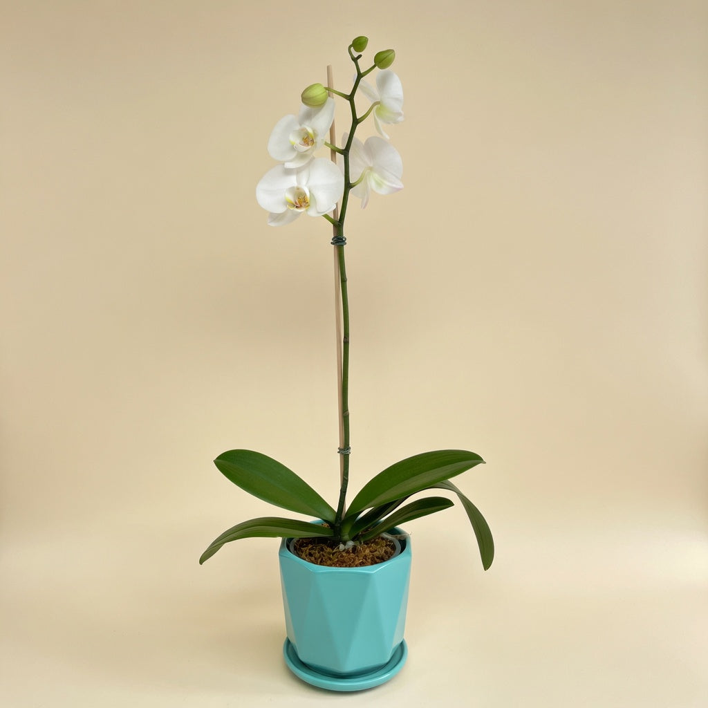 Snow Elegance | White Phalaenopsis Orchid Gift