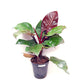 Philodendron McColley's Finale