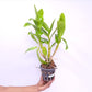 Dendrobium Meesangnil Orchid Plant - BS