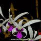 Dendrobium Meesangnil Orchid Plant - BS