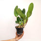 Cattleya Mem. Tiang x Mari's Song  Orchid plant- BS