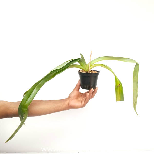 Paphiopedilum phillipinense ‘mercury’ x rothchildianum C01 Orchid Plant - BS