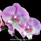 Phalaenopsis Lianher Mermaid Orchid Plant - FF
