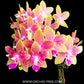 Phalaenopsis Miki Golden Sand '1363' Orchid Plant - BS