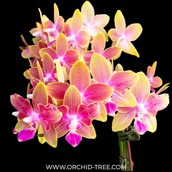 Phalaenopsis Miki Golden Sand '1363' Orchid Plant - BS