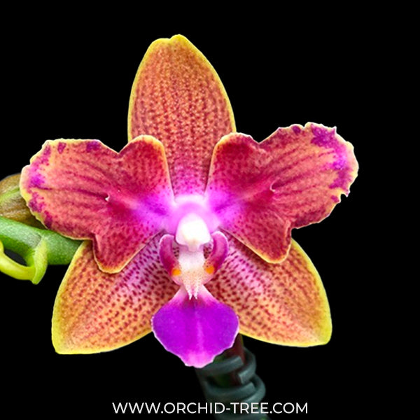 Phalaenopsis Miki Golden Sand '1363' Orchid Plant - BS