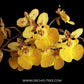 Oncidium Zelemnia Midas Orchid Plant (miniature)- BS