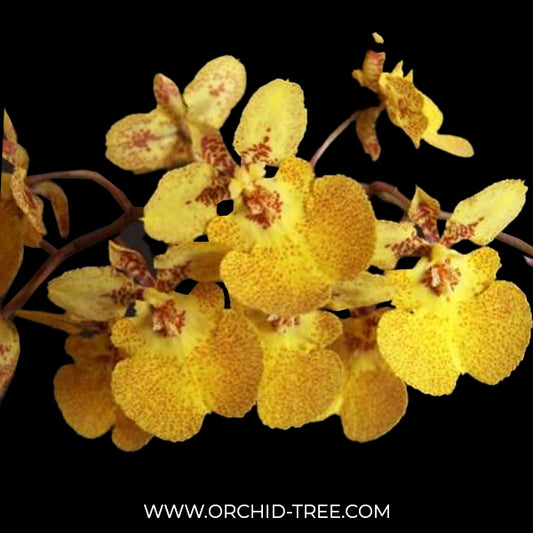 Oncidium Zelemnia Midas Orchid Plant (miniature)- BS