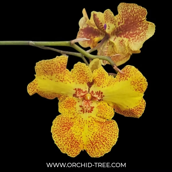 Oncidium Zelemnia Midas Orchid Plant (miniature)- BS