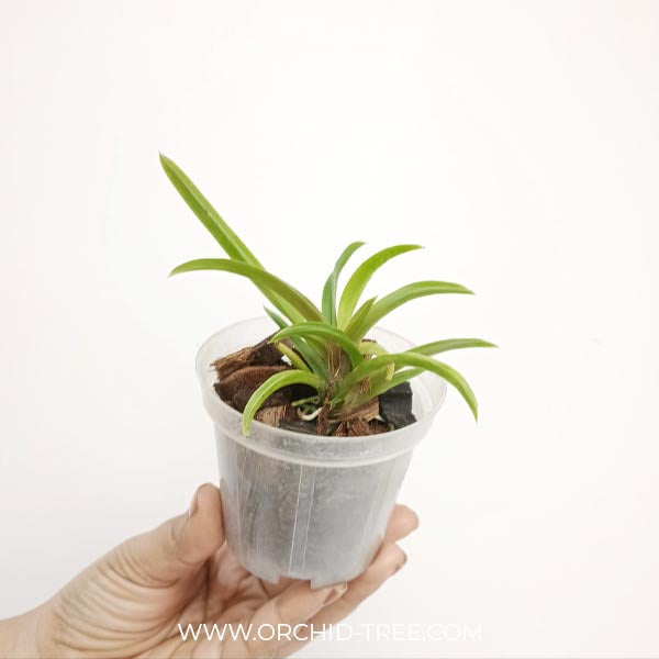 Oncidium Zelemnia Midas Orchid Plant (miniature)- BS