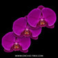 Phalaenopsis Midnight Rambler Orchid Plant - FF
