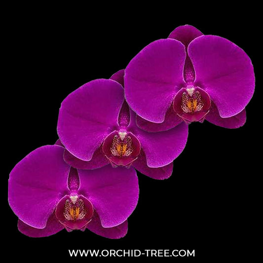 Phalaenopsis Midnight Rambler Orchid Plant - FF