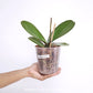 Phalaenopsis Midnight Rambler Orchid Plant - FF
