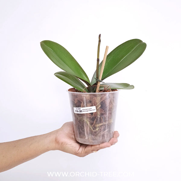 Phalaenopsis Midnight Rambler Orchid Plant - FF