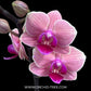 Phalaenopsis Midnight Sun Orchid Plant - FF