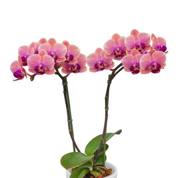 Phalaenopsis Midnight Sun Orchid Plant - FF