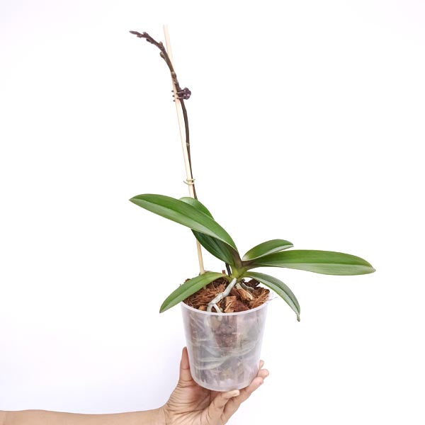 Phalaenopsis Midnight Sun Orchid Plant - FF