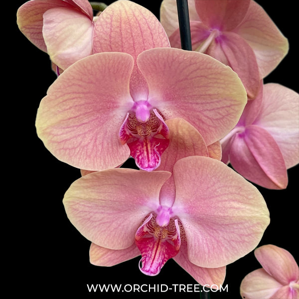 Phalaenopsis Midsummer Night Orchid Plant - FF