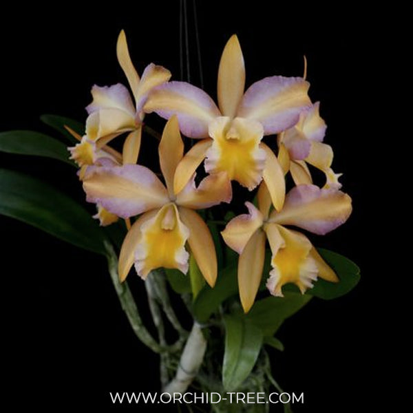 Cattleya (Rth.) Mikawa Crystal Orchid Plant - BS