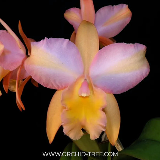 Cattleya (Rth.) Mikawa Crystal Orchid Plant - BS