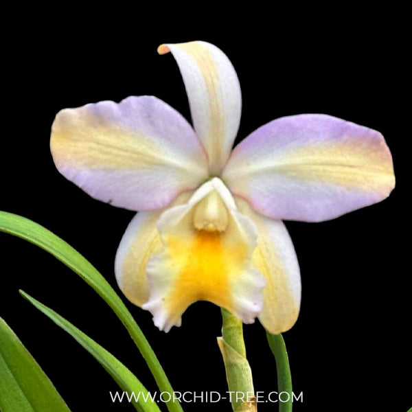 Cattleya (Rth.) Mikawa Crystal Orchid Plant - BS