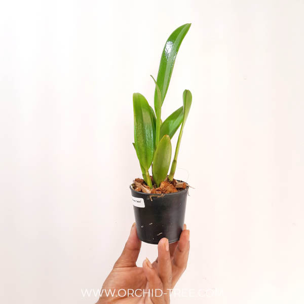 Cattleya (Rth.) Mikawa Crystal Orchid Plant - BS