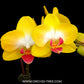 Phalaenopsis Miki Moon Rabbit '413' Orchid Plant - BS