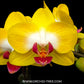 Phalaenopsis Miki Moon Rabbit '413' Orchid Plant - BS