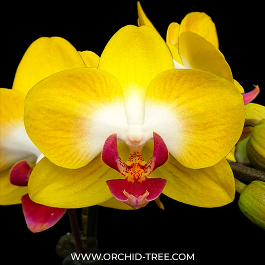 Phalaenopsis Miki Moon Rabbit '413' Orchid Plant - BS
