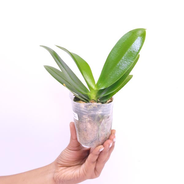 Phalaenopsis Miki Golden Sand '1363' Orchid Plant - BS
