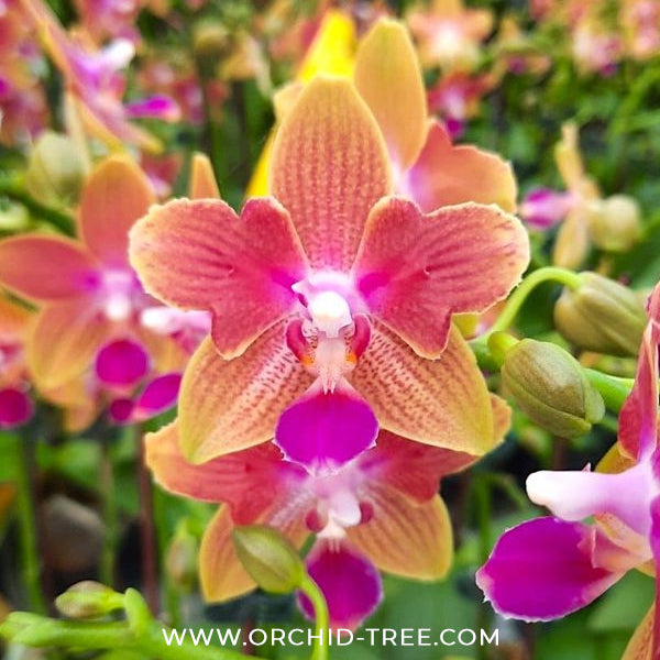 Phalaenopsis Miki Golden Sand '1363' Orchid Plant - BS