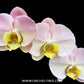 Phalaenopsis I-Hsin Milky River Orchid Plant - FF