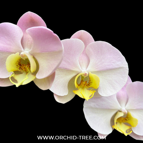 Phalaenopsis I-Hsin Milky River Orchid Plant - FF