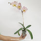 Phalaenopsis I-Hsin Milky River Orchid Plant - FF