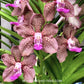 Vanda Mimi Palmer Pink Orchid Plant -BS