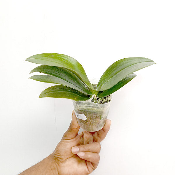 Phalaenopsis Mini Mark - BS