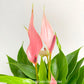 Anthurium Mini Pink - FF