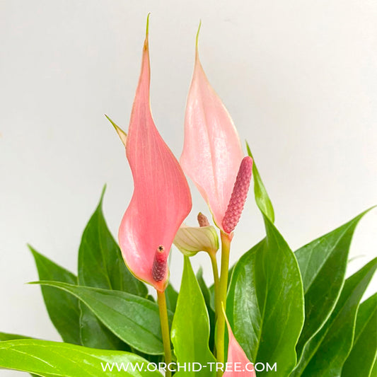 Anthurium Mini Pink - FF